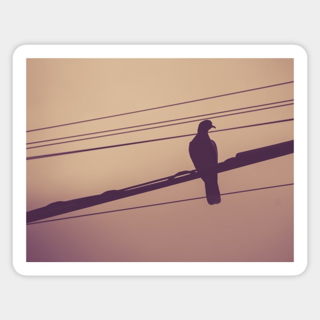 Pigeon on electric wires photograph Sticker by bernardojbp